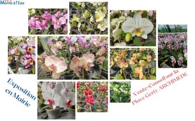 Passion Phalaenopsis les 25 et 26 Février au BOURG DE MORNE-A-L’EAU