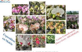 Passion Phalaenopsis les 25 et 26 Février au BOURG DE MORNE-A-L’EAU